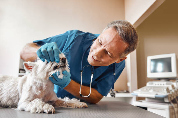 Best Dental Abscess Treatment in Viera East, FL